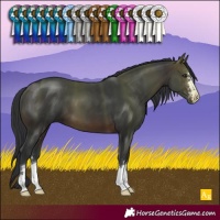 Horse Color:Brown 
