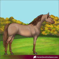 Horse Color:Red Dun