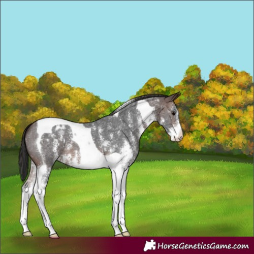 Horse Color:Brown Sabino Tobiano Appaloosa 