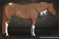 Horse Color:Red Roan Tobiano 