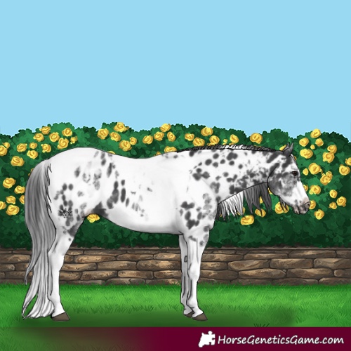 Horse Color:White Spotted Black Splash Tobiano Frame Appaloosa 