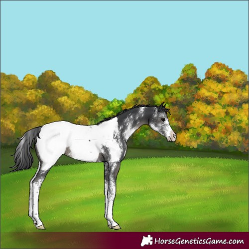 Horse Color:Black Sabino Appaloosa Rabicano 