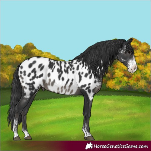 Horse Color:Black Sabino Appaloosa