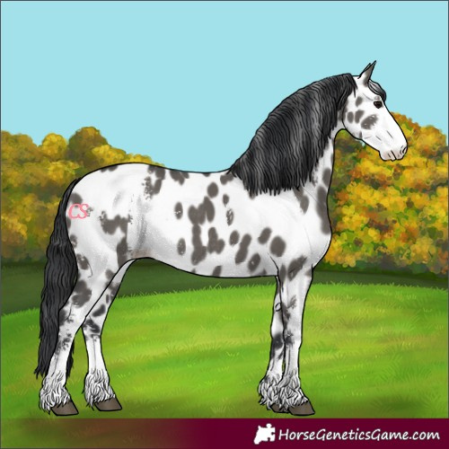 Horse Color:Grullo Sabino Leopard Rabicano 