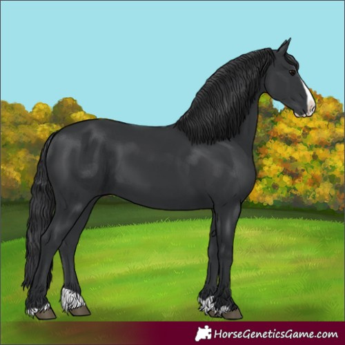 Horse Color:Black Splash