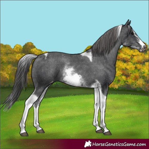 Horse Color:White Spotted Black Splash Tobiano Frame Appaloosa 