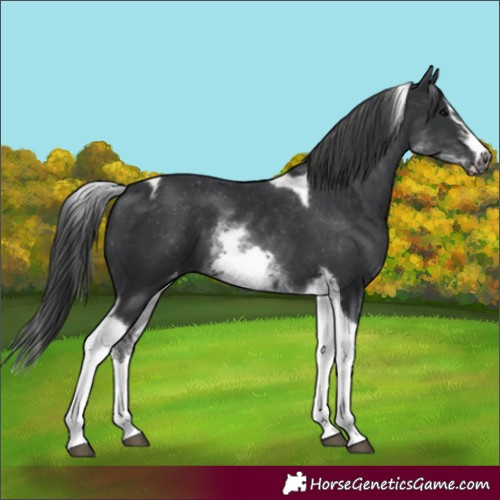 Horse Color:White Spotted Black Splash Tobiano Frame Appaloosa 