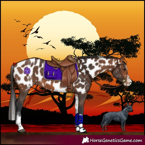 Horse Color:White Spotted Bay Splash Tobiano Near Leopard 