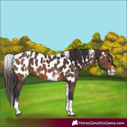 Horse Color:White Spotted Bay Splash Tobiano Appaloosa 