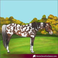 Horse Color:White Spotted Bay Splash Tobiano Near Leopard 