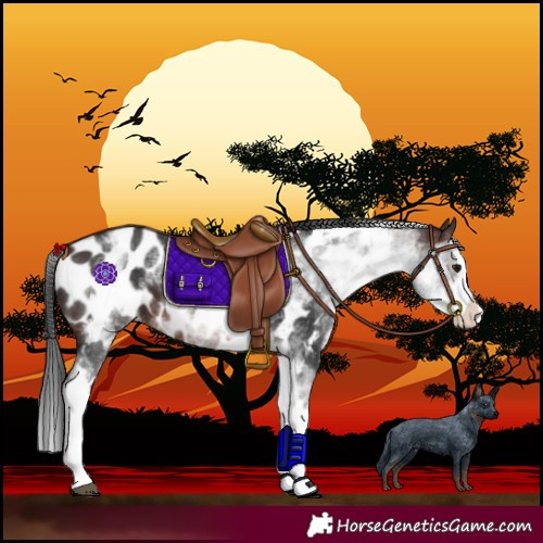 Horse Color:White Spotted Brown Splash Near Leopard 