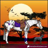 Horse Color:White Spotted Brown Splash Near Leopard