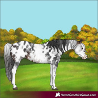 Horse Color:White Spotted Brown Splash Appaloosa 