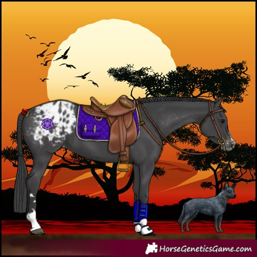 Horse Color:Black Blanket 