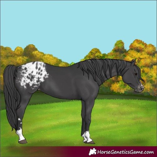Horse Color:Black Appaloosa 