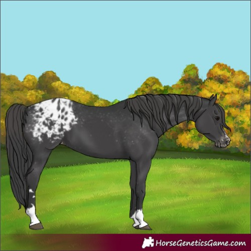 Horse Color:Black Appaloosa 