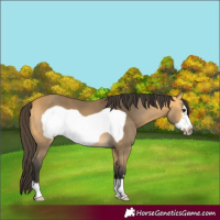 Horse Color:Buckskin Frame