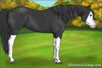 Horse Color:Black Splash 