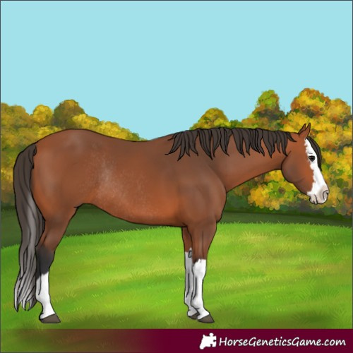 Horse Color:Bay Splash Rabicano 