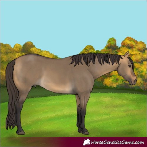 Horse Color:Buckskin Dun