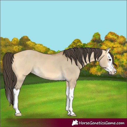 Horse Color:Buckskin Dun Splash 
