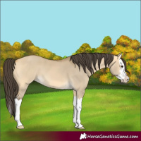 Horse Color:Buckskin Dun Splash