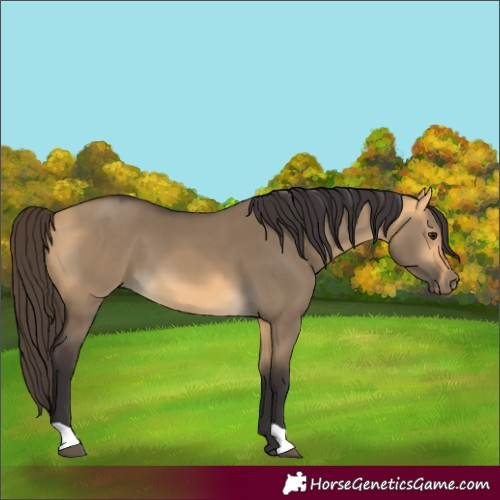 Horse Color:Buckskin Dun 