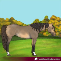 Horse Color:Buckskin Dun 