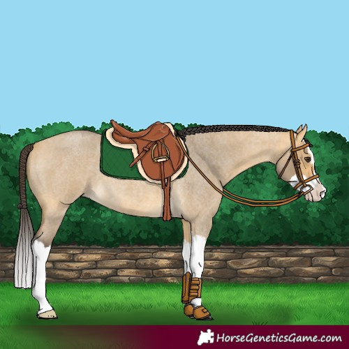 Horse Color:Buckskin Roan Dun Splash