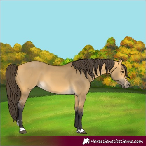 Horse Color:Buckskin Dun 