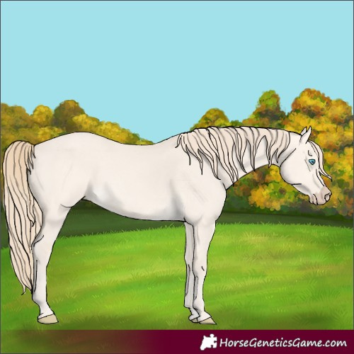 Horse Color:Perlino Dun