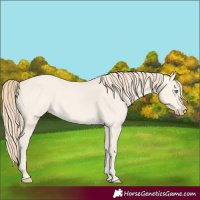 Horse Color:Perlino Dun