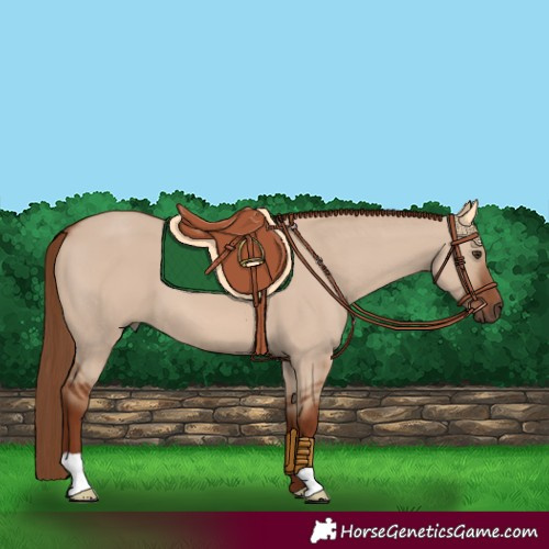 Horse Color:Red Dun 