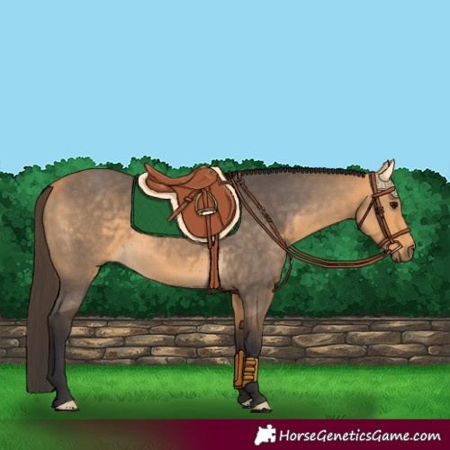 Horse Color:Buckskin