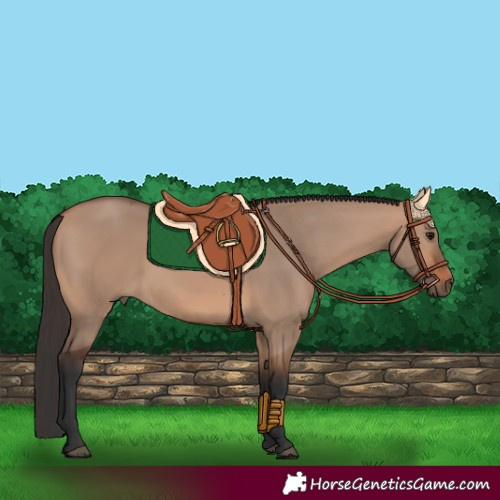 Horse Color:Bay Dun 