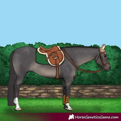 Horse Color:Smoky Black 