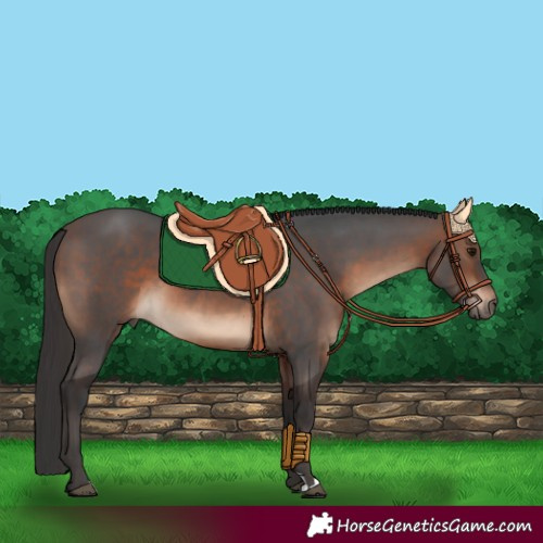 Horse Color:Brown 