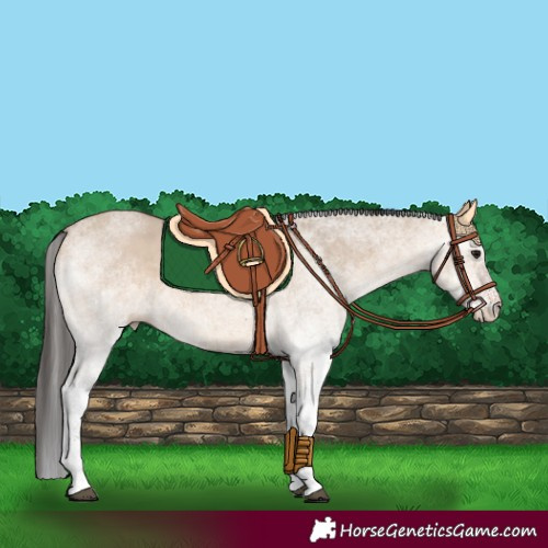 Horse Color:White Spotted Bay Dun
