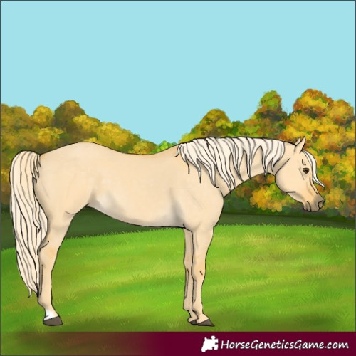 Horse Color:Palomino Dun 