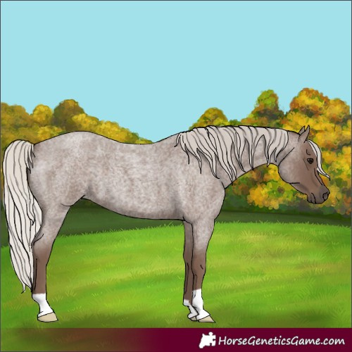 Horse Color:Silver Blue Roan 