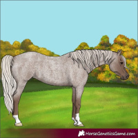 Horse Color:Silver Blue Roan 