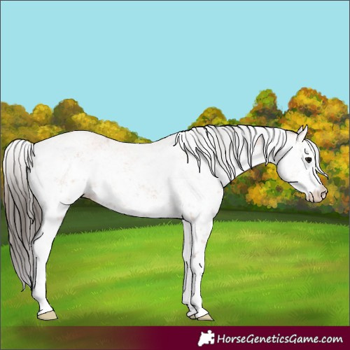 Horse Color:White Spotted Bay Sabino 