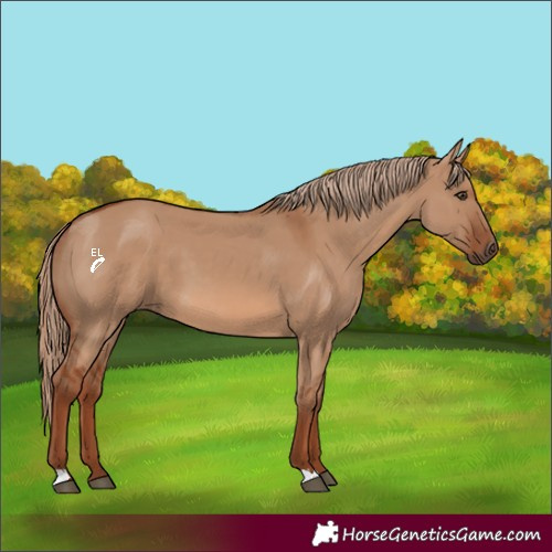 Horse Color:Red Dun
