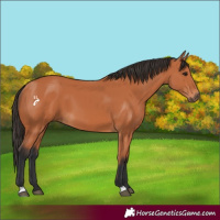 Horse Color:Bay 