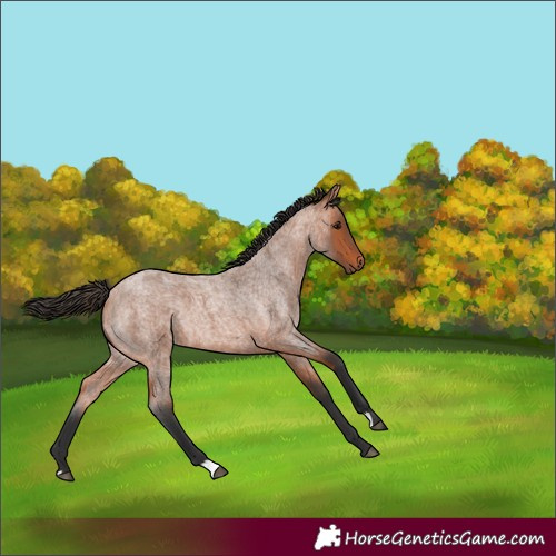 Horse Color:Unknown 