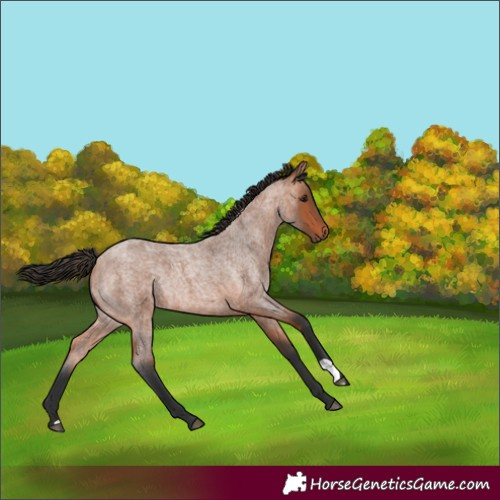 Horse Color:Bay Roan Rabicano 