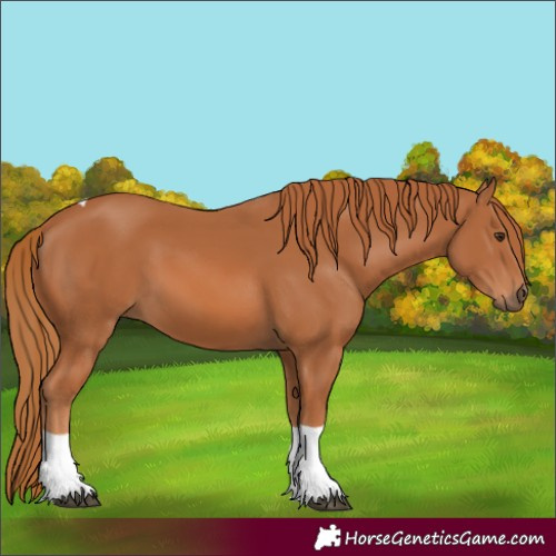 Horse Color:Chestnut Tobiano 