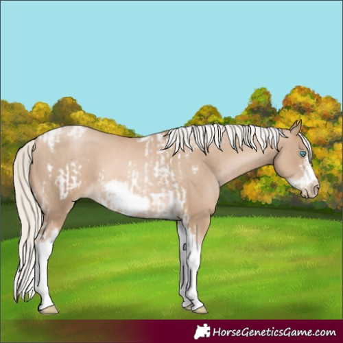 Horse Color:Chocolate Palomino Pearl Tobiano Frame  and Chocolate Palomino Pearl Tobiano Frame 