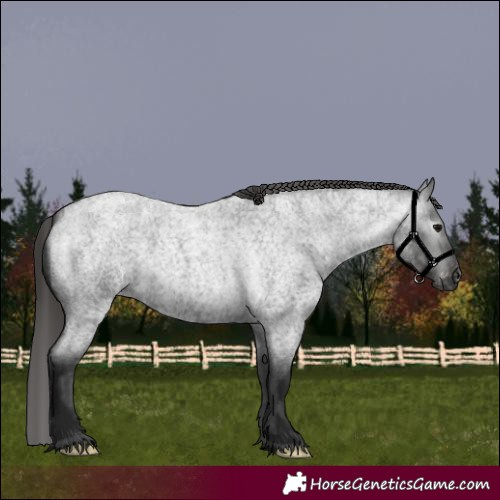 Horse Color:Gray Blue Roan Appaloosa 