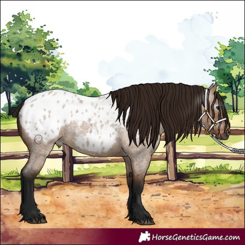 Horse Color:Gray Bay Roan Dun Appaloosa 